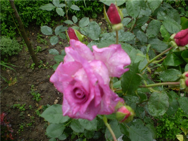 ruža15